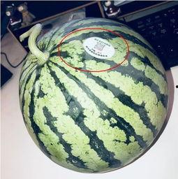济宁网红吃瓜