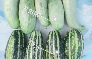 以前火过的吃瓜网红是谁