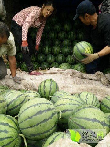 安新吃瓜网红事件最新,揭秘网络舆论背后的真相与争议