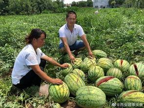 南充网红吃瓜事件视频,一场网络狂欢背后的真相揭秘