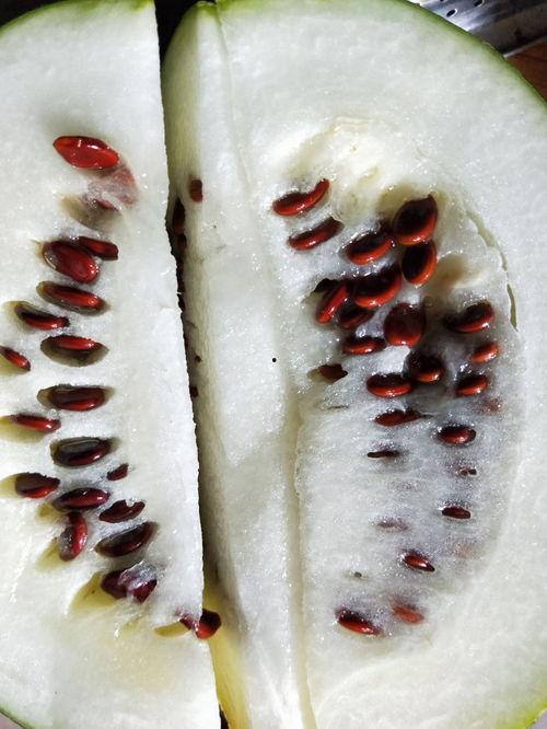 网红吃瓜吃皮