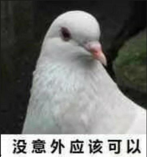 网红吃瓜鸽子图片高清,高清画面引网友热议
