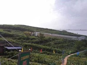 成县吃瓜网红事件始末,一场网络舆论的风暴与反思