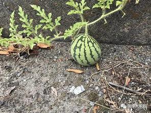 网红吃瓜和朋友比大小,朋友比大小，谁才是瓜王之王？