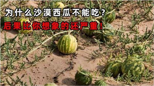 吃瓜网算不算,网络舆论场中的“瓜田”奇观
