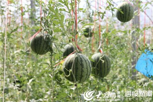 普宁镰刀视频 吃瓜网,吃瓜网揭秘背后真相