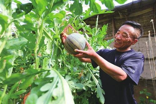 普宁镰刀视频 吃瓜网,吃瓜网揭秘背后真相