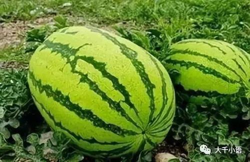 吃瓜网高密