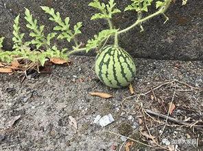 吃千万网红的瓜好一点